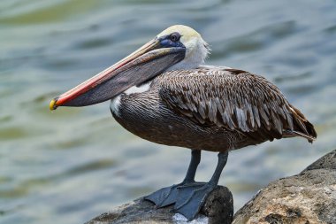 Pelikan San Cristobal Galapagos Ekvador