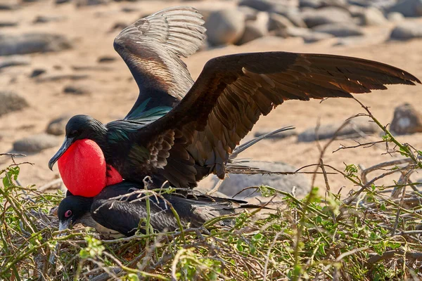 Prächtige Fregattvögel Nordhalbkugel Insel Galapagos Ecuador — Stockfoto