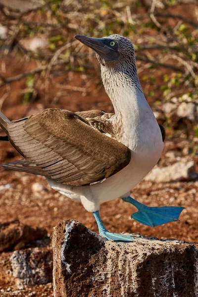 Modrá noha Booby Sula nebouxii severní Seymour ostrov Galapágy Ekvádor — Stock fotografie