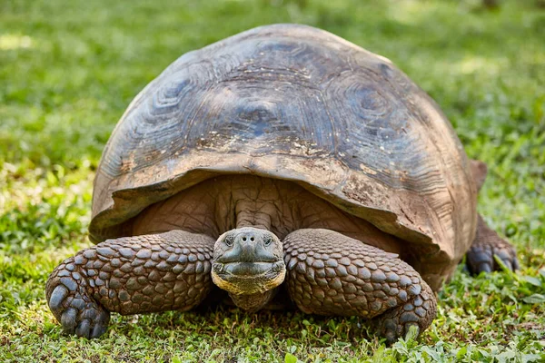 Jättestor sköldpadda Santa cruz ön Galapagos Ecuador — Stockfoto