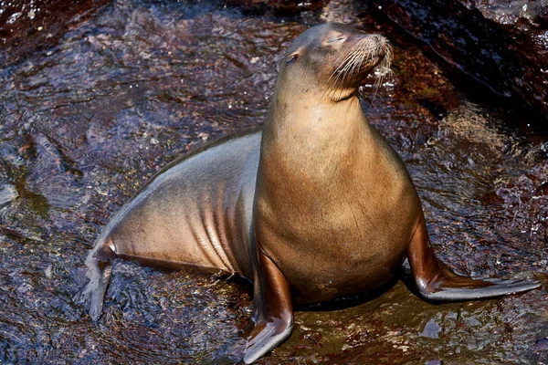 Lobo marino Galápagos Ecuador — Foto de Stock