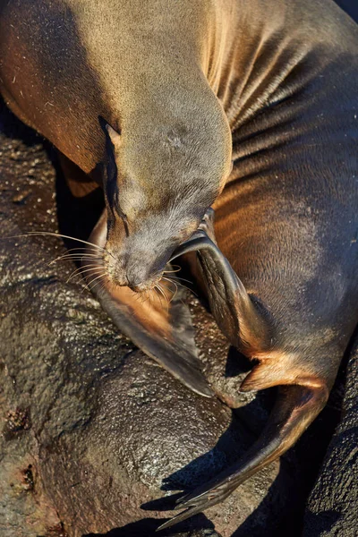 Leone marino Galapagos Ecuador — Foto Stock