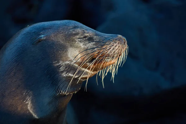 Sjölejon huvud ansikte porträtt Galapagos Ecuador Stockbild