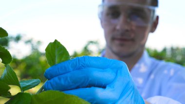 Bir genç yakışıklı (erkek) biyolog veya ziraat mühendisi, alır analiz eder, nem yaprakları, dna, pipet, beyaz bir ceket, Gözlük, mavi lastik eldiven, elma ağacı üzerinde yürür.