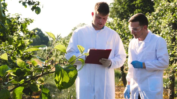 Két Fiatal Mezőgazdászok Vagy Egy Biológus Dolgozik Almafa Írni Vizsgálatok — Stock Fotó