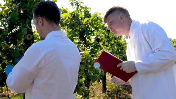 Two young agronomists or a biologist, working on the apple tree, write tests in a notebook, in white coats, rubber gloves, dna, goggles, leaf tests, a background of nature and greens.
