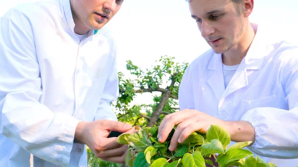 Два Молодых Агронома Биолог Работая Над Яблоней Пишут Тесты Блокноте — стоковое фото