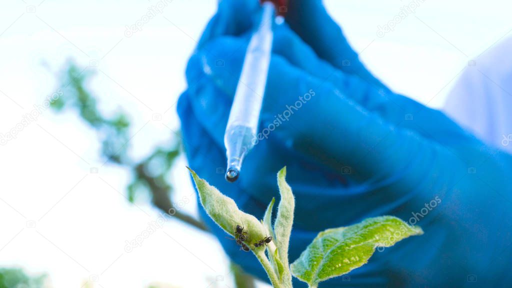 A young handsome (male) biologist or agronomist, takes analyzes of moisture leaves, dna, pipette, in a white coat, goggles, blue rubber gloves, walks across the apple tree.