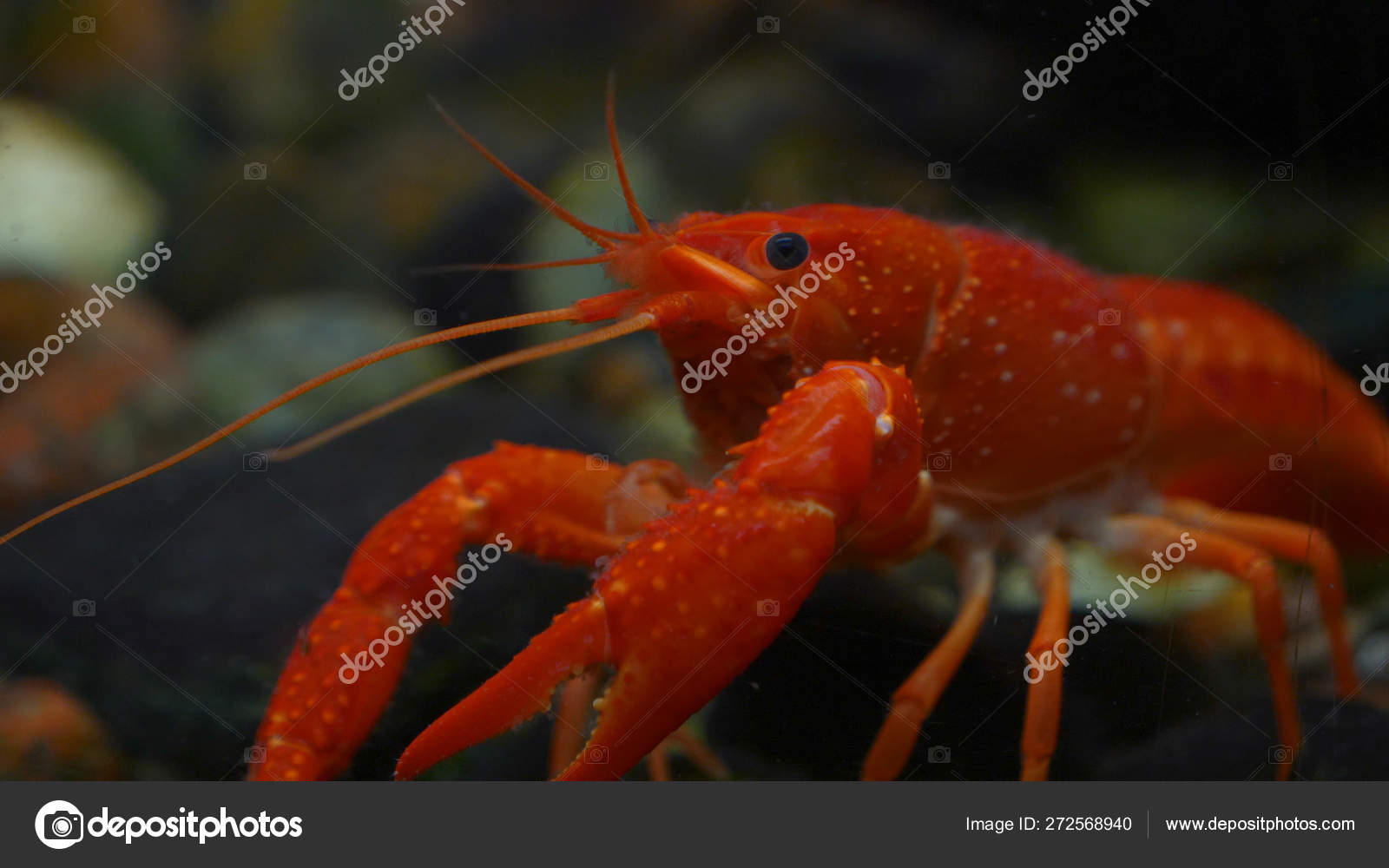 Lobster Red Orange Brown Yellow Lobster Walking Rocks Water Lobster