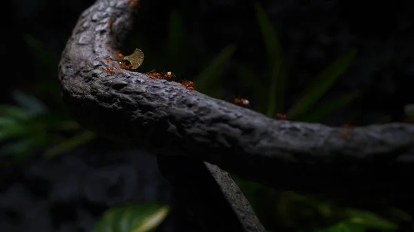 Une Équipe Fourmis Construit Une Maison Travaille Équipe Équipe Fourmis — Photo