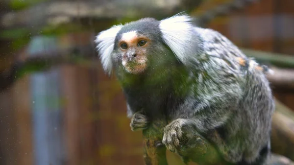 Vad Család Majmok Ült Egymáshoz Közel Egy Dzsungelben Egy Nyári — Stock Fotó