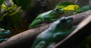 Yeşil yaprakları ve çiçekler ile ağaç şube egzotik kurbağa. Siyah kaya (kaya) arka plan ile. Kavramı: nautre, Hayvanat Bahçesi, Afrika, egzotik, kurbağa, yavaş hareket.