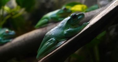 Yeşil yaprakları ve çiçekler ile ağaç şube egzotik kurbağa. Siyah kaya (kaya) arka plan ile. Kavramı: nautre, Hayvanat Bahçesi, Afrika, egzotik, kurbağa, yavaş hareket.