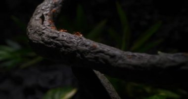 Karıncalar ekibi ev inşa etmek, takım çalışması. Karıncalar ekibi maçlar, takım çalışması, Ant eylem ayakta, köprü inşa ahşap ev inşa çalışma .