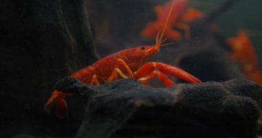 Istakoz. Kırmızı, turuncu, kahverengi ve sarı ıstakoz suda yürüyen ıstakoz, akvaryumdaki su tankında ıstakoz. Su, Kayalar, Aile kavramı.