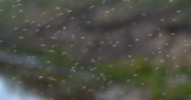 Sivrisinekbir sürü (chironomids) havada çok büyük sayılarda havada sinek. Kavramı: Wildflies, Insanlar için Tehlikeli, Sivrisinekler.