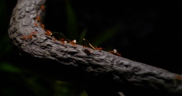 Ομάδα Των Μυρμηγκιών Δουλεύει Στην Κατασκευή Σπιτιού Ομαδική Δουλειά Ομάδα — Αρχείο Βίντεο