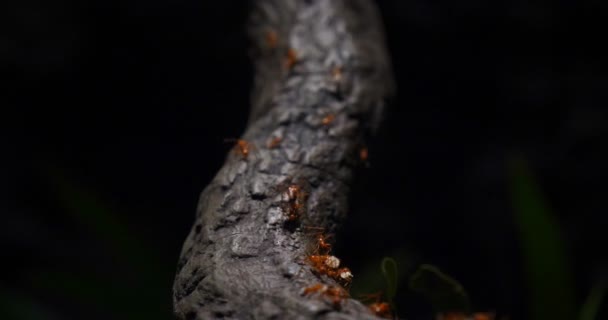 Ομάδα Των Μυρμηγκιών Δουλεύει Στην Κατασκευή Σπιτιού Ομαδική Δουλειά Ομάδα — Αρχείο Βίντεο
