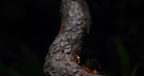 Equipo Hormigas Trabaja Construyendo Casa Trabajo Equipo Equipo Hormigas Trabajan — Vídeo de stock