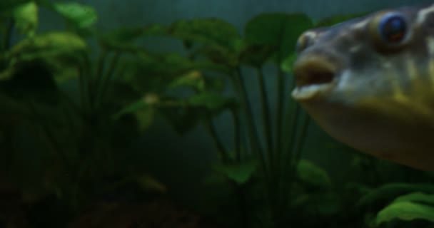 Exotische Vissen Close Van Een Exotische Vissen Zwemmen Het Aquarium — Stockvideo