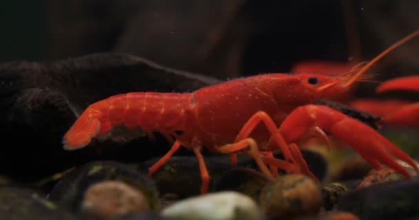 Langosta Langosta Roja Naranja Marrón Amarilla Caminando Sobre Rocas Agua — Vídeo de stock