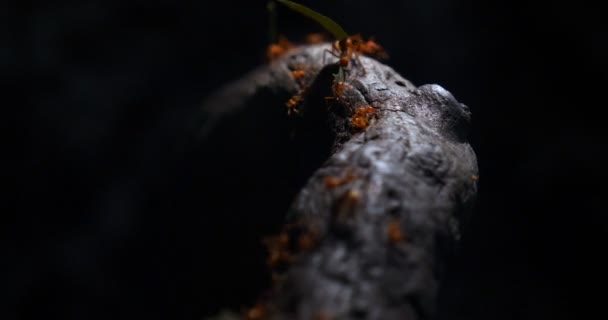 Team Ants Work Constructing House Teamwork Team Ants Work Constructing — Stock Video