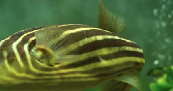 Exotische Fische Nahaufnahme Eines Exotischen Fisches Der Aquarium Schwimmt — Stockvideo