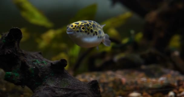 Des Poissons Exotiques Gros Plan Poisson Exotique Nageant Dans Aquarium — Video