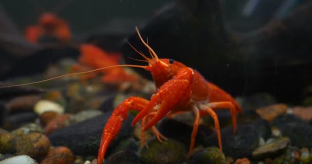 ロブスター 水の中の岩の上を歩く赤 オレンジ 黄色のロブスター 水族館の水槽のロブスター — ストック動画