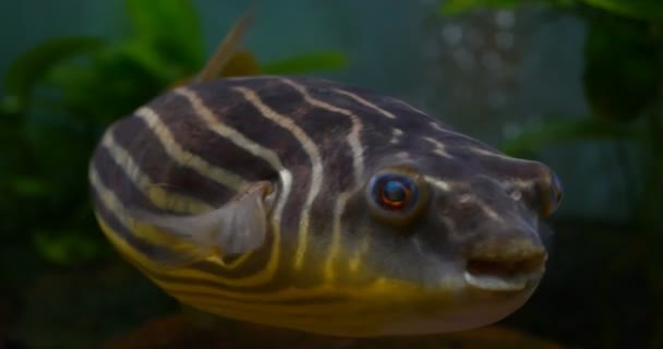 Des Poissons Exotiques Gros Plan Poisson Exotique Nageant Dans Aquarium — Video