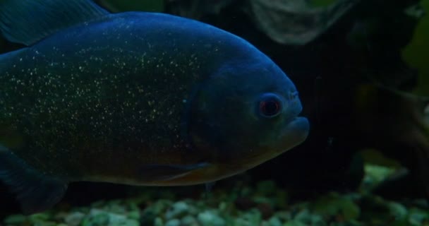 Pesce Esotico Primo Piano Pesce Esotico Che Nuota Acquario — Video Stock