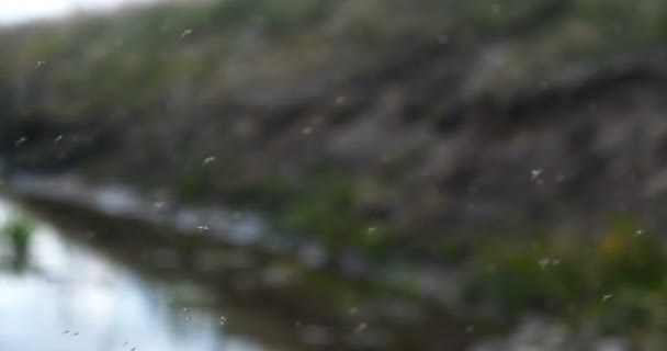 Viele Moskitos Chironomiden Fliegen Sehr Großer Zahl Durch Die Luft — Stockvideo