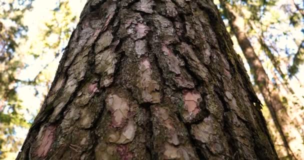 Une équipe de fourmis construit une maison, travaille en équipe. L'équipe de fourmis travaille à la construction d'une maison en bois avec allumettes, travail d'équipe, pose de fourmis, construction d'un pont  .