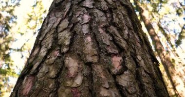 Karıncalar ekibi ev inşa etmek, takım çalışması. Karıncalar ekibi maçlar, takım çalışması, Ant eylem ayakta, köprü inşa ahşap ev inşa çalışma .