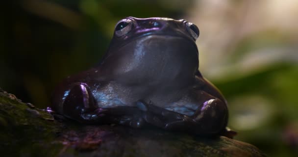 Exotischer Frosch Auf Einem Ast Mit Grünen Blättern Und Blüten — Stockvideo