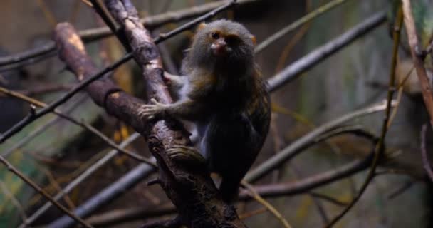 Sebuah Keluarga Monyet Liar Duduk Berdekatan Pohon Hutan Pada Hari — Stok Video