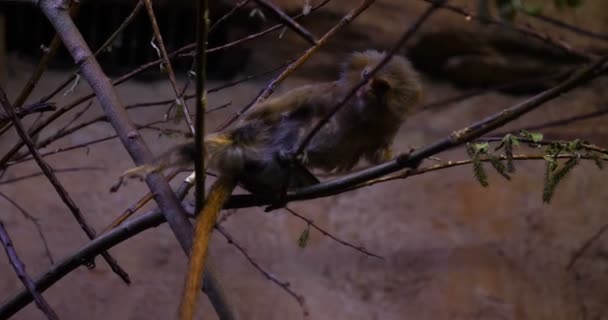 Bir Yaz Gününde Ormandaki Bir Ağaca Yakın Oturan Maymunlar Vahşi — Stok video