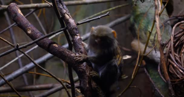 Uma Família Selvagem Macacos Sentados Juntos Uma Árvore Selva Dia — Vídeo de Stock