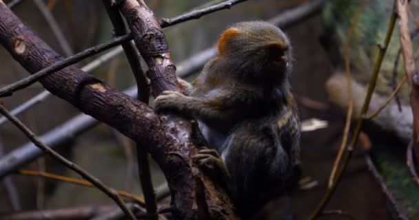 夏の日にジャングルの木に近くに座って猿の野生の家族 のコンセプト 野生のサル エキゾチック 小さな スローモーション Favi ドワーフ猿 — ストック動画