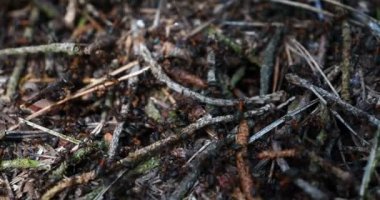 Karıncalar ekibi ev inşa etmek, takım çalışması. Karıncalar ekibi maçlar, takım çalışması, Ant eylem ayakta, köprü inşa ahşap ev inşa çalışma .