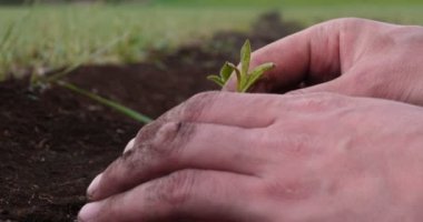Yeşil ve sarı bokeh arka plan ile verimli topraklarda büyüyen çiftçi ve besleyici ağaç elleri. Genç bir adam (adam), çalışan üniformalı bir çiftçi, lastik çizmeler bir alanda yürüyor. Kavramı: Özgürlük, Kauçuk çizmeler, Yaşam Tarzı, Çiftçi.
