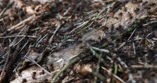 Team Ants Work Constructing House Teamwork Team Ants Work Constructing — Stock Video