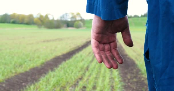 Mains Agriculteurs Qui Cultivent Cultivent Des Arbres Sur Sol Fertile — Video