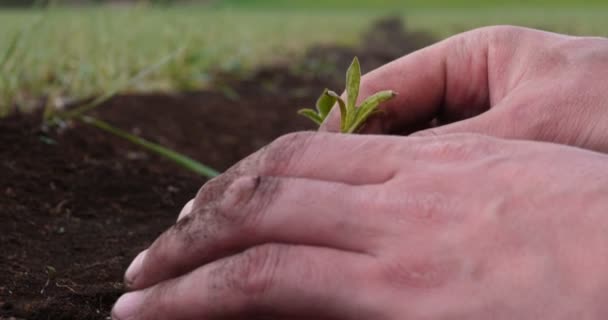 Χέρια Του Αγρότη Μεγαλώνουν Και Γαλουχώντας Καλλιέργεια Δέντρων Γόνιμο Έδαφος — Αρχείο Βίντεο