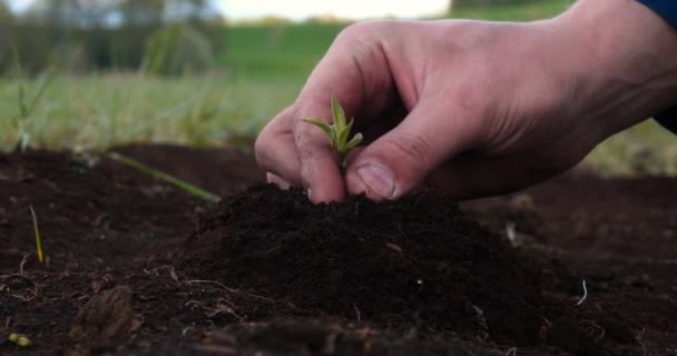 Ruce Farmáře Rostoucí Pěstování Stromů Úrodné Půdě Zeleným Žlutým Bokešovým — Stock video