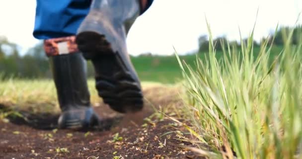 Mani Agricoltori Che Coltivano Nutrono Alberi Che Crescono Terreni Fertili — Video Stock