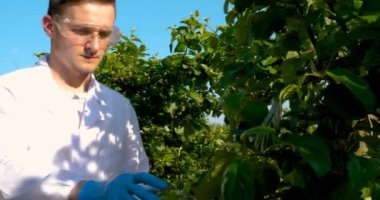 Genç yakışıklı (erkek) biyolog veya agronomist, beyaz bir ceket, gözlük, mavi lastik eldiven, elma ağacı boyunca yürür nem yaprakları, DNA, pipet, analizleri alır. Yakışıklı biyolog veya beyaz tıbbi giysiler, güvenlik gözlükleri içinde agronomist.