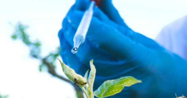 Jovem Biólogo Agrônomo Bonito Masculino Faz Análises Folhas Umidade Dna — Vídeo de Stock