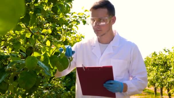 Jovem Biólogo Agrônomo Bonito Masculino Faz Análises Folhas Umidade Dna — Vídeo de Stock