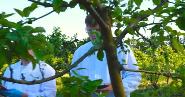 Två Unga Agronomer Eller Biolog Arbetar Äppelträdet Skriva Tester Anteckningsbok — Stockvideo